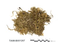 藏品(大灰苔)的圖片